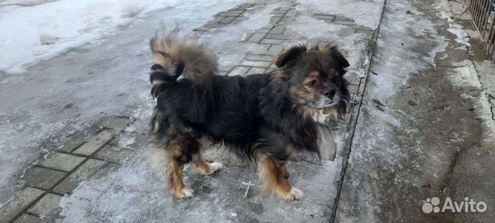 Собака в добрые руки