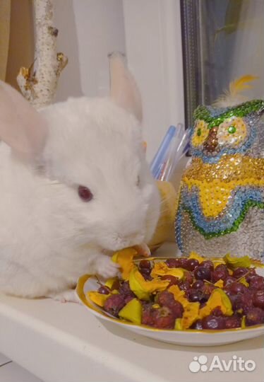 Усы кота и шиншиллы