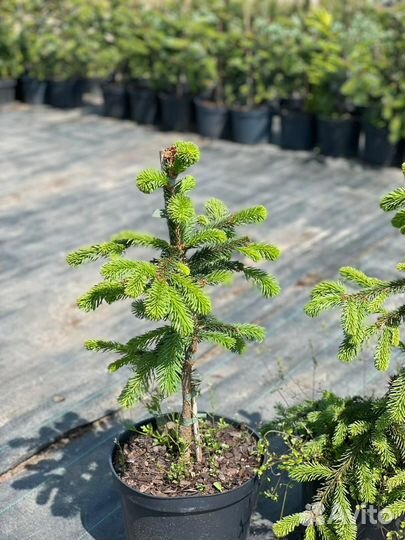 Растения на штамбе