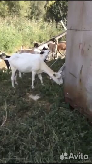 Коза дойная с козлятами
