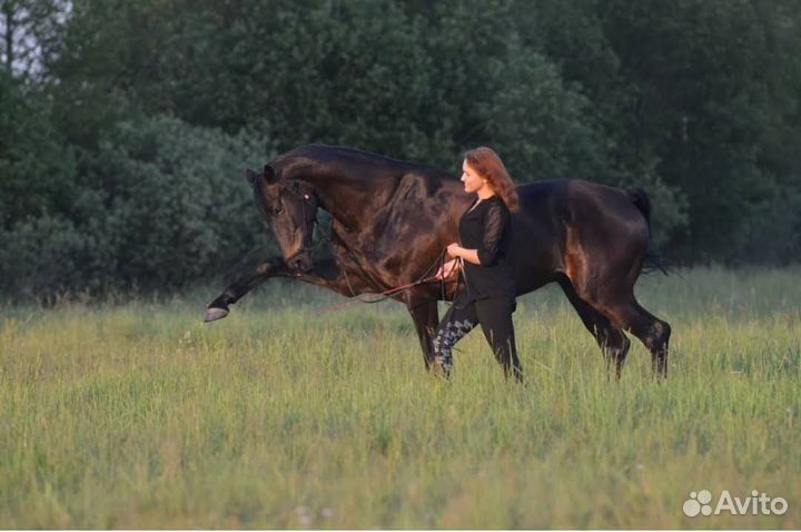 Иппотерапия