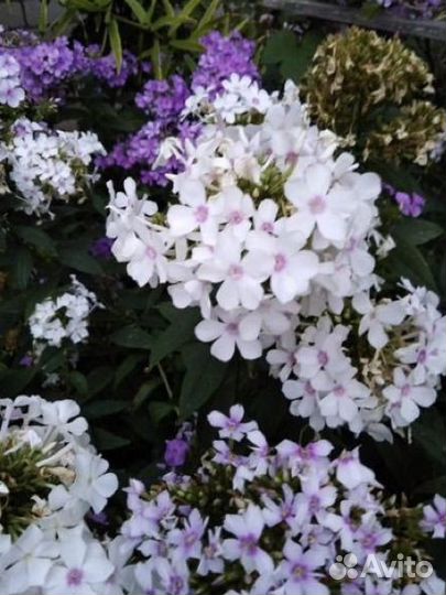 Анютины глазки,ромашка,флоксы и т.д