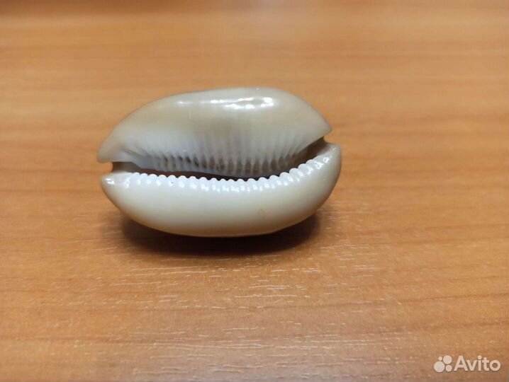 Морская раковина