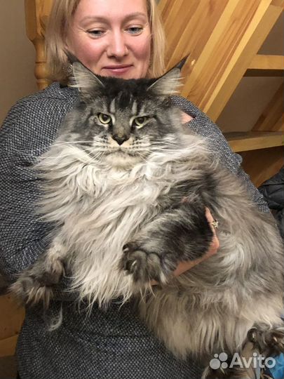 Вязка кошек