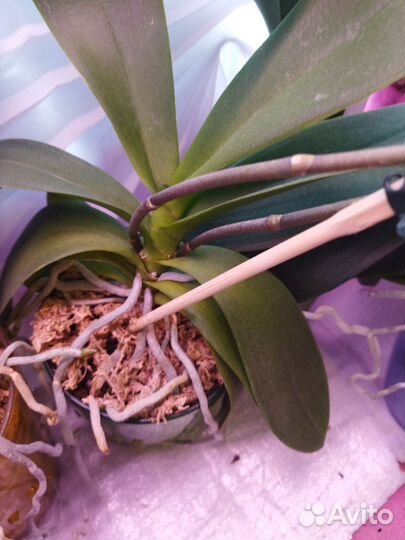 Орхидея фаленопсис пелорик