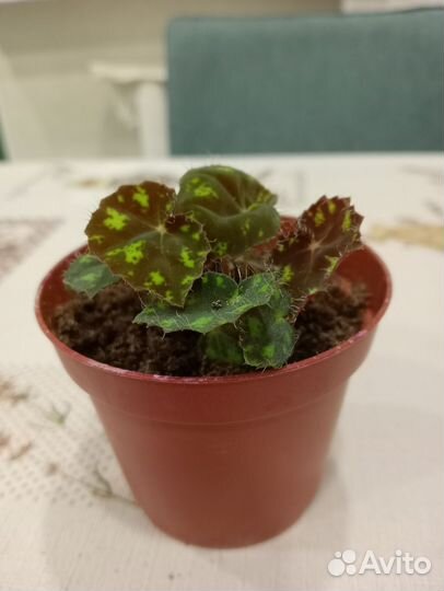 Бегония тигровая Бауэра, комнатные цветы