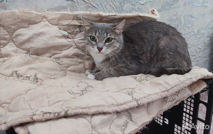 Кошка в частный дом