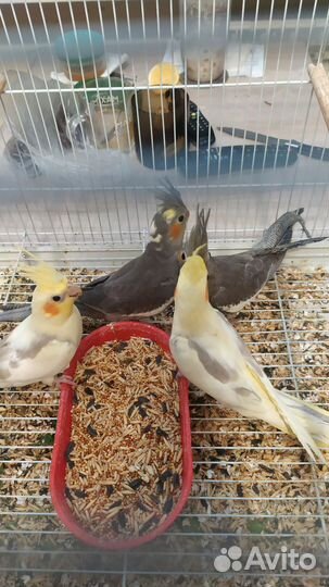 Попугай корелла