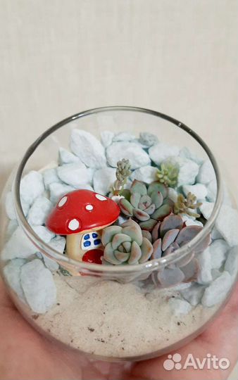 Флорариум подарок
