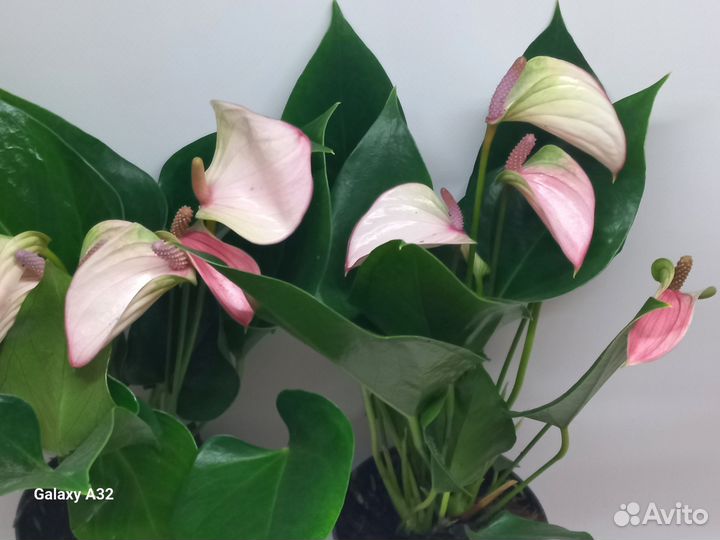 Антуриум карма пульс