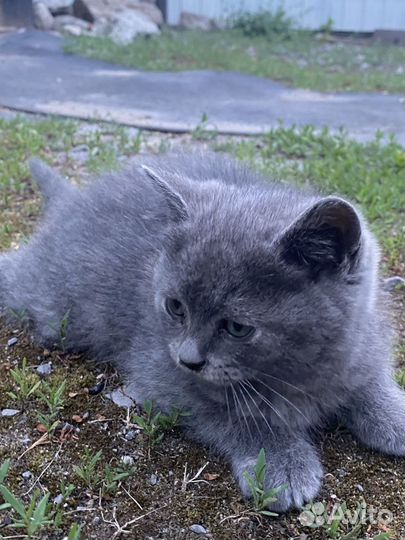 Отдам в хорошие руки малышку кошечку