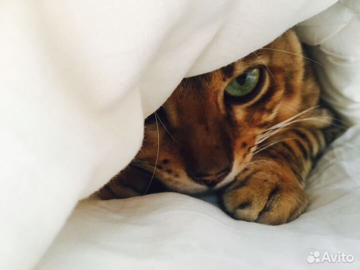 Вязка с бенгальским котом