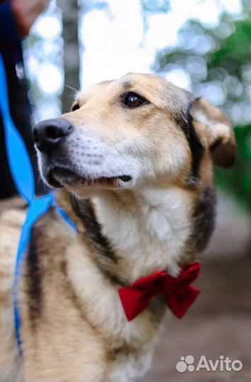 Хьюго страдает