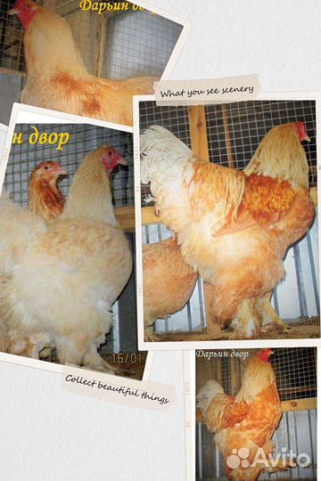 Брама лимонная брама лимон