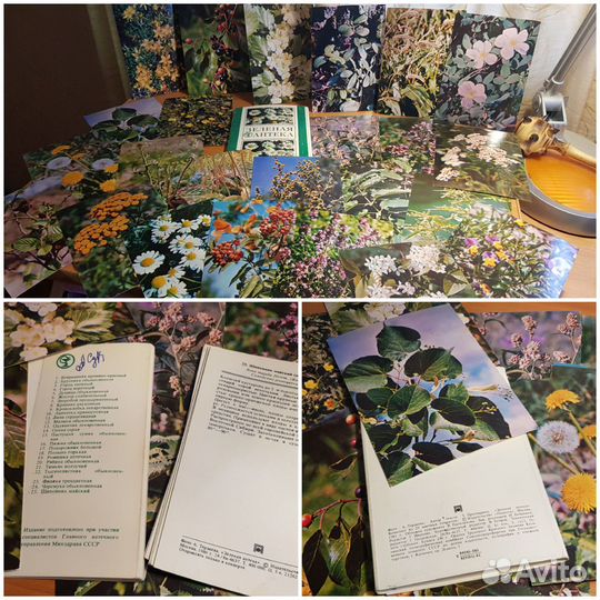 Открытки СССР о растениях