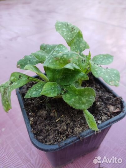 Медуница сахарная пестролистная