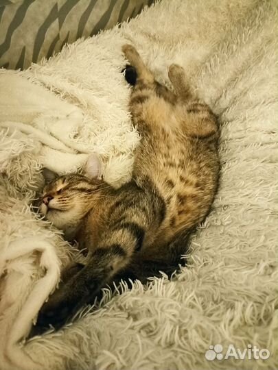 Передержка