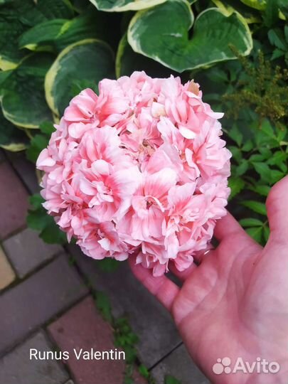 Рунес валентин пеларгония фото описание Survivor Salmon Sensation Geranium (Pelargonium 'Survivor Salmon Sensation') in