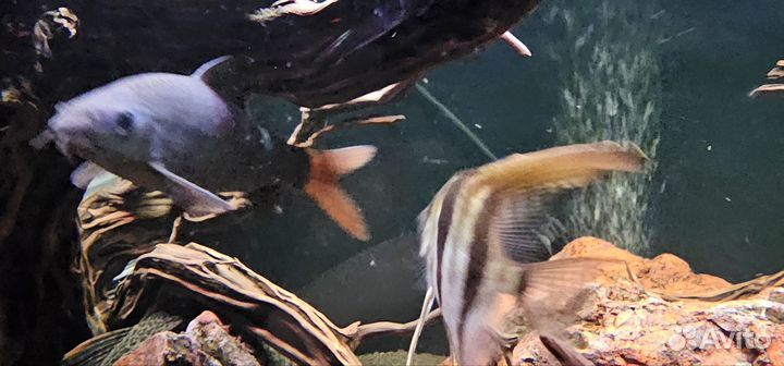 Лабео биколор