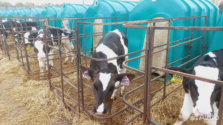Домашний теленок, бычок с доставкой