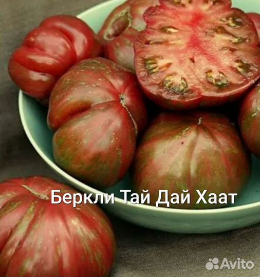 Рассада коллекционных томатов для теплицы