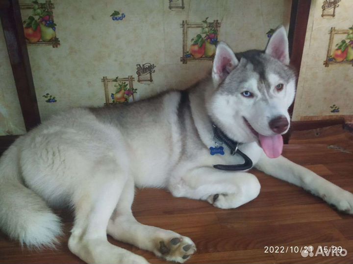 Резервирование щенков сибирский хаски