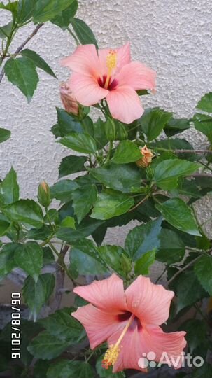 Гибискусы и другие цветы