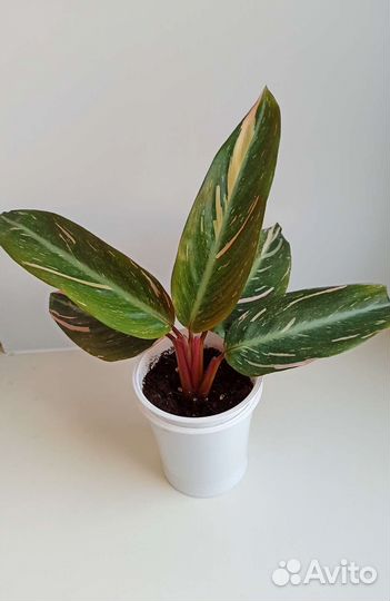 Строманта Мэджик Стар