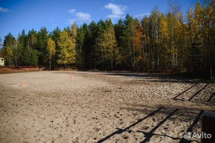 Постой лошади