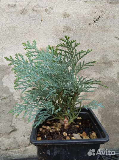 Кипарисовик Лавсона Колумнарис