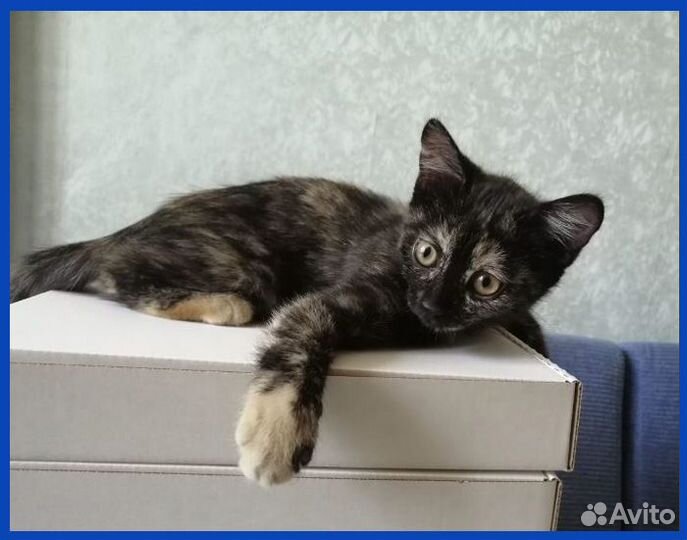 Кошечка в добрые руки - 2 месяца