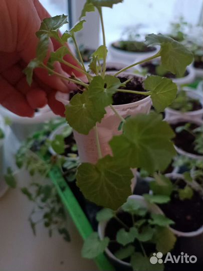 Кампанула жених