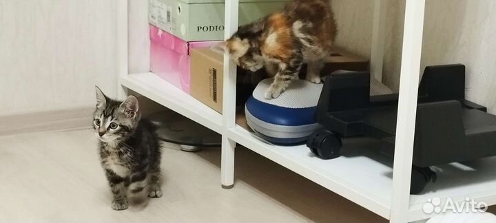 Кошка в дар бесплатно