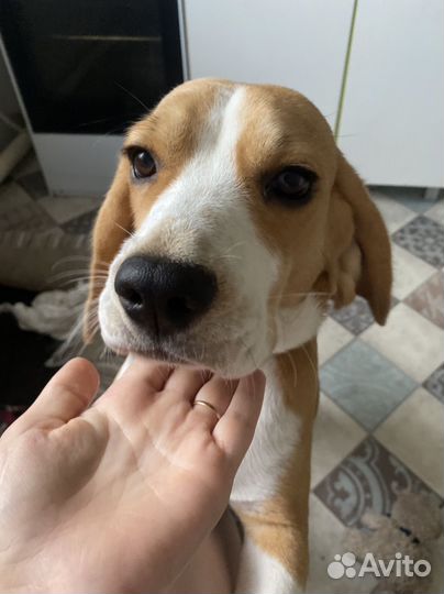 Передержка животных в частном доме