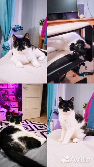 Наум коточеловек