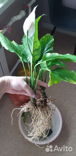 Спацифилум