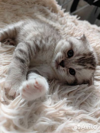Шотландские котята