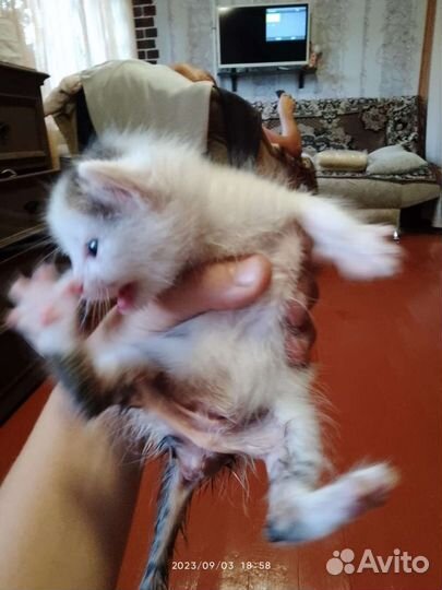 Отдам котенка в добрые руки