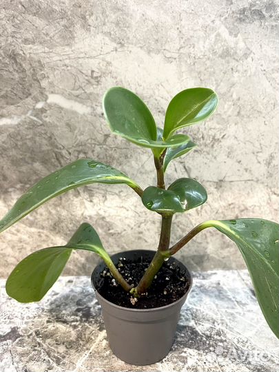 Пеперомия магнолиелистная