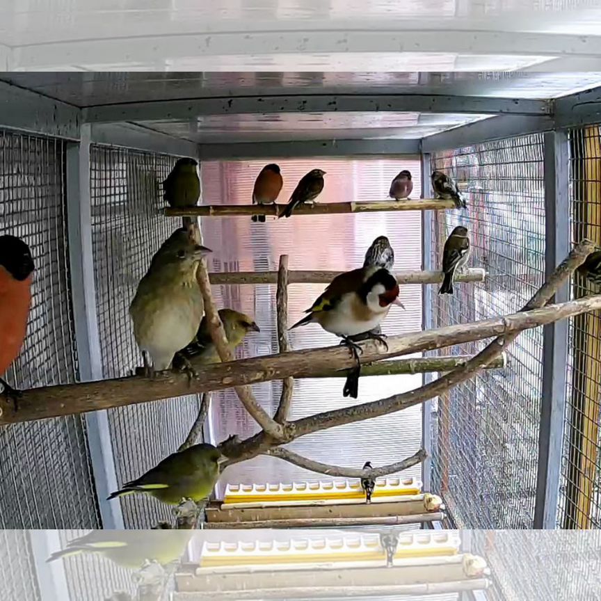 Jinsiy olatni qayerga kiritish kerak?