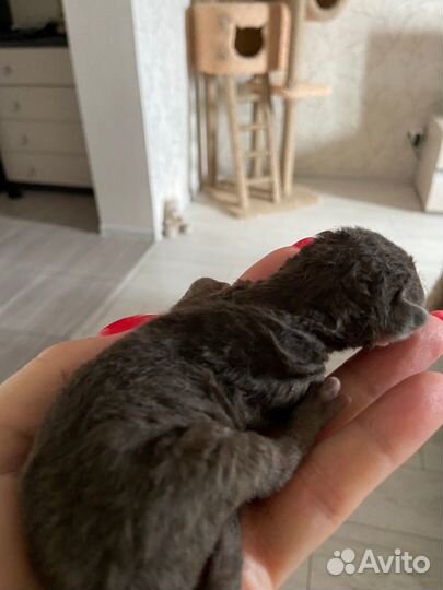 Котята девон-рекс