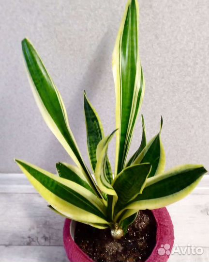 Сансевиерия лауренти