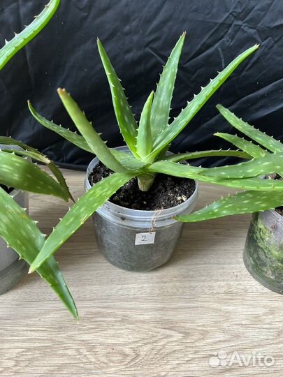 Алоэ Вера, алоэ столетник - 2 года