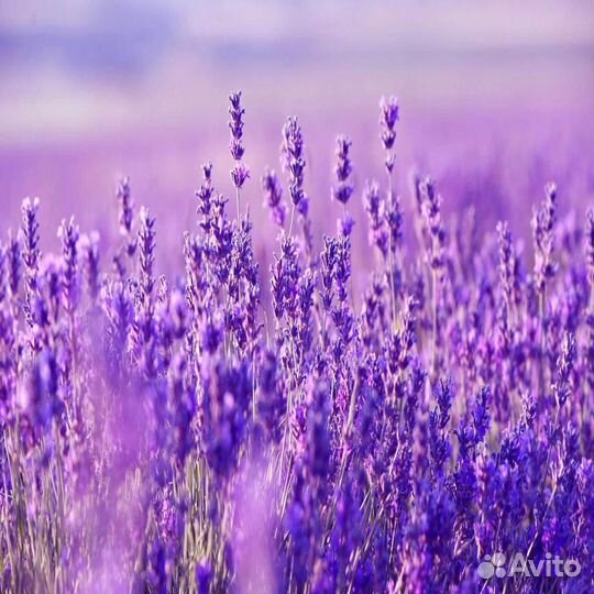 Эфирное масло лаванда 10мл