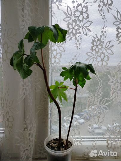 Рассада клещевины
