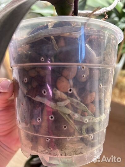 Орхидея фаленопсис