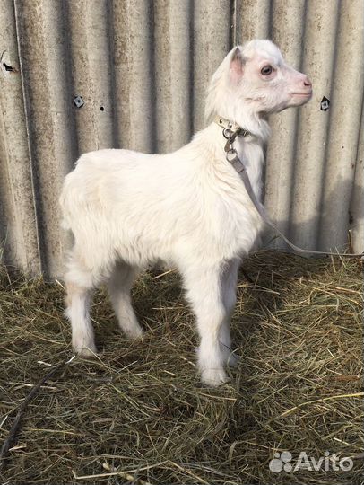 Коза и козлята ламанча