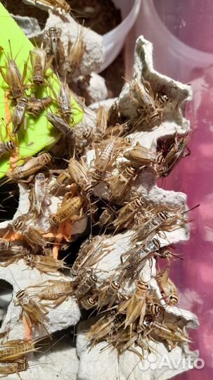 Домовые сверчки / аргентинские тараканы