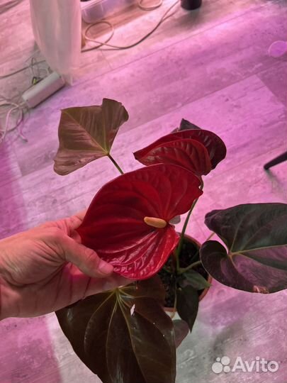 Антуриум деликата