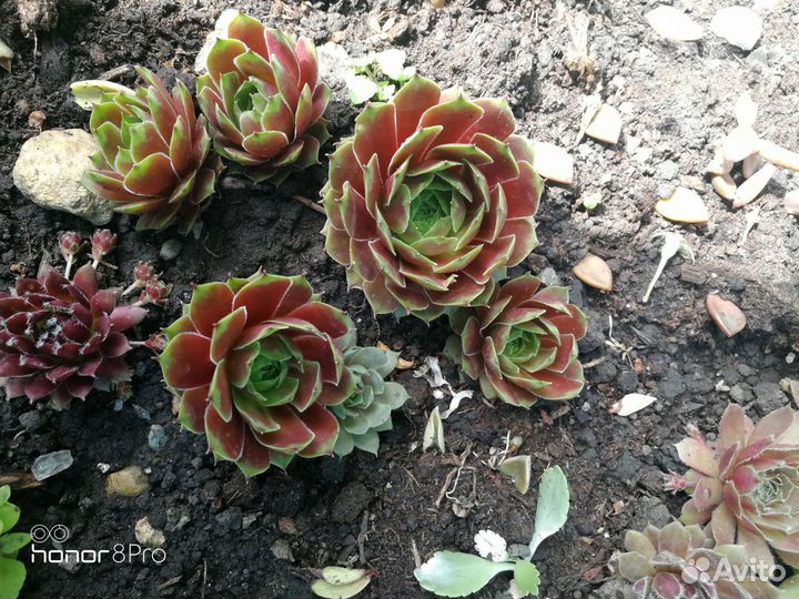 Молодило, садовые, суккуленты